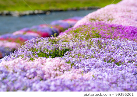 [Spring material] Moss phlox in Nogugawa, Omachi City [Nagano Prefecture] 99396201