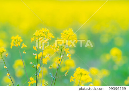 [春天的材料]中山高原的春天油菜花[長野縣] 99396269