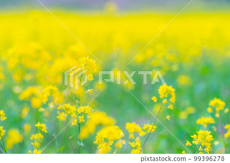 [Spring material] Spring rape blossoms in Nakayama Kogen [Nagano Prefecture] 99396278