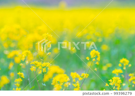 [Spring material] Spring rape blossoms in Nakayama Kogen [Nagano Prefecture] 99396279