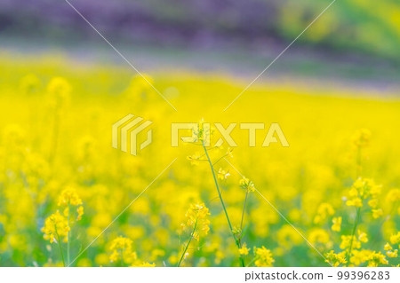 [春天的材料]中山高原的春天油菜花[長野縣] 99396283