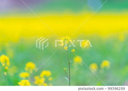 [Spring material] Spring rape blossoms in Nakayama Kogen [Nagano Prefecture] 99396289