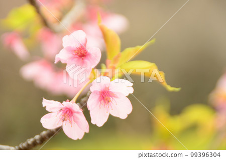 Cherry blossoms in the Yayoi period 99396304