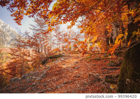 Autumn forrest hiking trail with warm sunlight Autumn forrest hiking trail with warm sunlight 99396420