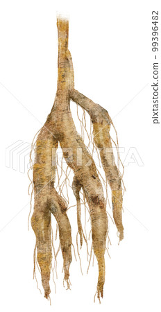 葛根手寫水彩插圖 99396482