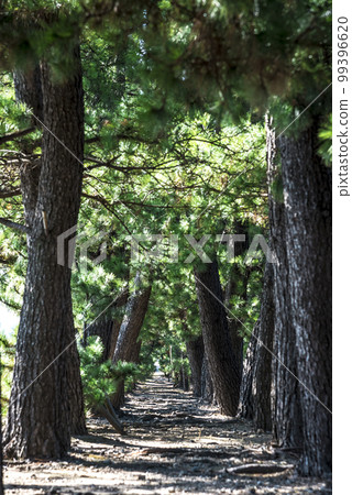 《Aichi Prefecture》Kasugaura Beach in Katahara-cho, Gamagori City in sunny weather 《Aichi Prefecture》Kasugaura Beach in Katahara-cho, Gamagori City in sunny weather 99396620