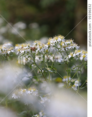 Amagi Plateau plant Yomena 99396832