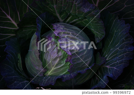 Cabbage of the field 99396972