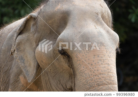 Close up of elephant in front view 99396980