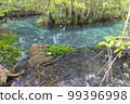 Beautiful root in mangrove forest with crystal clear water in small canal in Klongsongnam, Krabi, Thailand 99396998