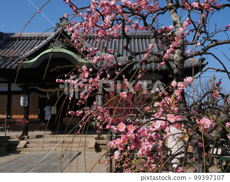 Plum Blossoms at Sugawara Tenmangu Shrine in Nara 99397107