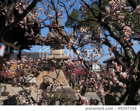 Plum Blossoms at Sugawara Tenmangu Shrine in Nara 99397108