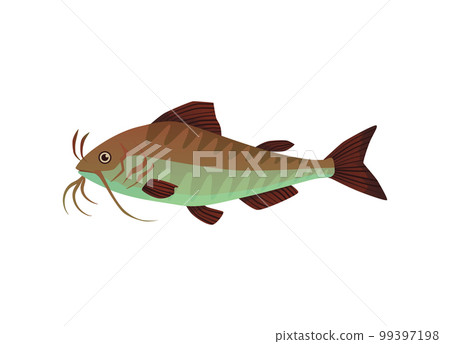 Catfish a freshwater or marine fish flat cartoon vector illustration isolated. Catfish a freshwater or marine fish flat cartoon vector illustration isolated. 99397198