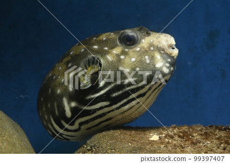 Fugu Sazanami河豚魚鹹水魚白斑河豚 99397407