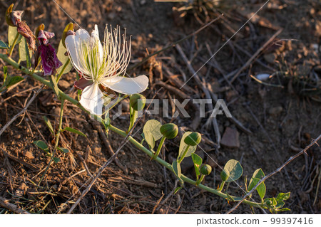 Flowering plant Capparis spinosa. White flowers and buds with green leaves. Vegetable culture: unblown flower buds are pickled, which contain proteins, oil, vitamins. Food and medicine. 99397416