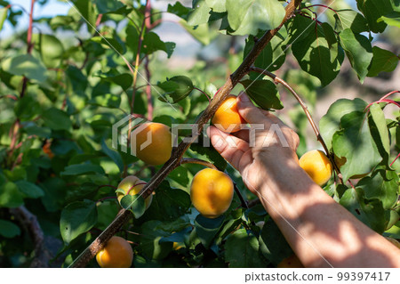 Closeup of the hand of a woman picking apricots from a tree on a fruit farm with a beautiful sun. Vintage apricot orchard. Closeup of the hand of a woman picking apricots from a tree on a fruit farm with a beautiful sun. Vintage apricot orchard. 99397417