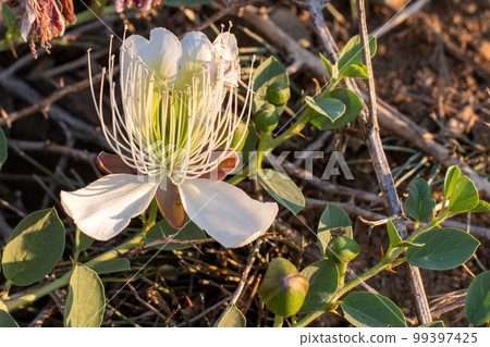 Flowering plant Capparis spinosa. White flowers and buds with green leaves. Vegetable culture: unblown flower buds are pickled, which contain proteins, oil, vitamins. Food and medicine. Flowering plant Capparis spinosa. White flowers and buds with green leaves. Vegetable culture: unblown flower buds are pickled, which contain proteins, oil, vitamins. Food and medicine. 99397425