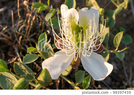 Flowering plant Capparis spinosa. Close-up of a single white flower with green leaves. Vegetable culture: unblown flower buds are pickled, which contain proteins, oil, vitamins. Food and medicine. Flowering plant Capparis spinosa. Close-up of a single white flower with green leaves. Vegetable culture: unblown flower buds are pickled, which contain proteins, oil, vitamins. Food and medicine. 99397439