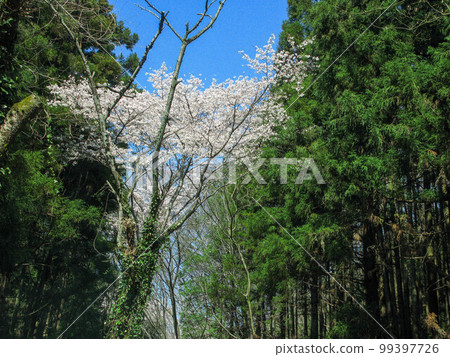 Cherry blossoms blooming in the green forest Cherry blossoms blooming in the green forest 99397726