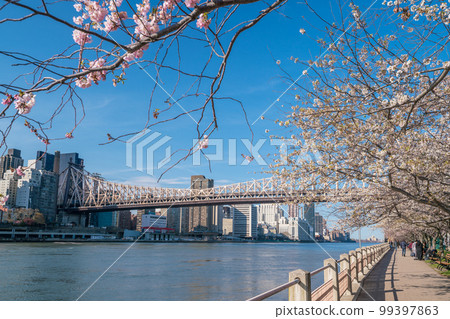 Roosevelt Island during cherry blossom in New York City Roosevelt Island during cherry blossom in New York City 99397863