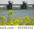 Rape blossoms blooming along the river where Tone Ozeki can be seen in the background 99398392
