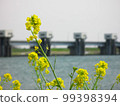 Canola flowers blooming along the river where Tone Ozeki can be seen in the background 99398394