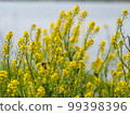 Rape blossoms and bees 99398396