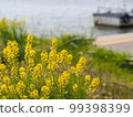 Canola flowers blooming on the bank where you can see the boats along the river 99398399