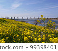 Rape blossoms blooming along the Tone Oseki River 99398401