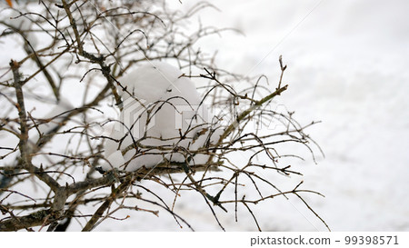 雪堆積在樹枝上 北海道的冬天 99398571