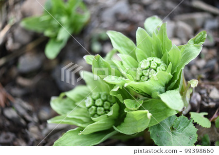 Butterbur sprout in early spring Butterbur sprout in early spring 99398660