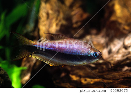 Emperor Tetra Aquarium 99398675