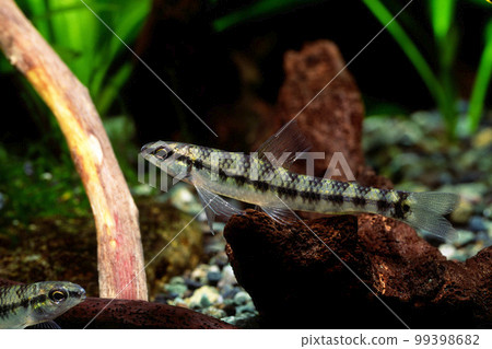 Data Tetra Aquarium Characidium 99398682