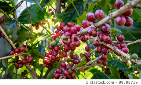 Fresh coffee. Red berry branch. 99398719