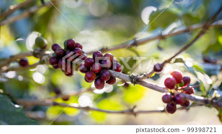 Fresh coffee. Red berry branch. 99398721