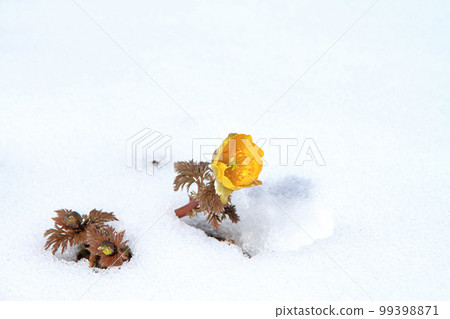 Fukuwakusa剛出雪 99398871