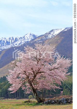 Spring at the foot of Mt. Hakuba where cherry blossoms bloom 99398880