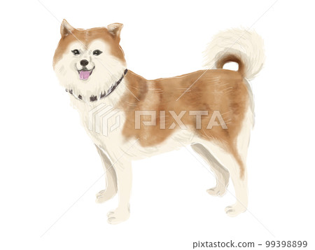 秋田犬的插圖 99398899