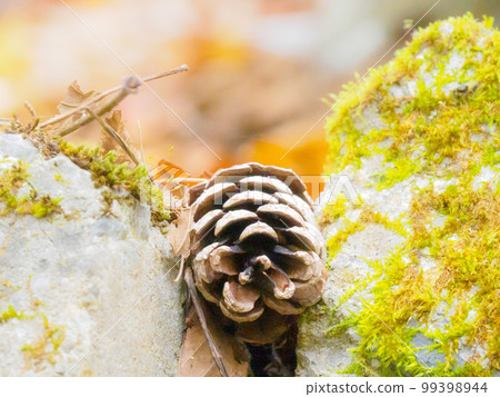 Autumn landscape with pine cones between rocks 99398944