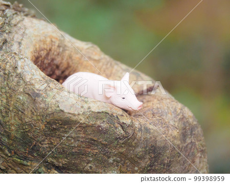A piglet in a tree knot 99398959