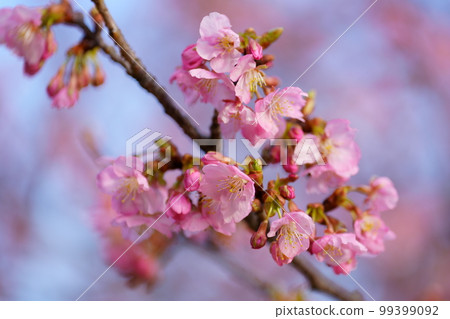 燦爛的河津櫻花 99399092