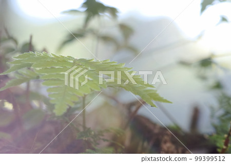 蕨類 蕨類 99399512