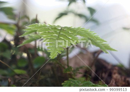 蕨類 蕨類 99399513