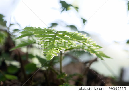 蕨類 蕨類 99399515