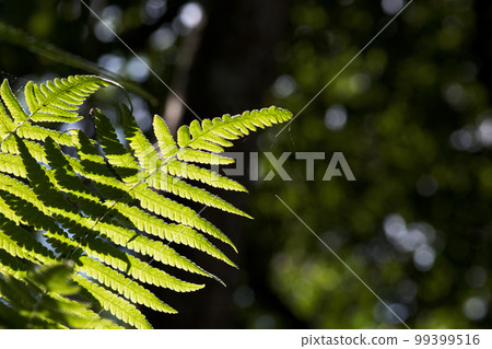 蕨類 蕨類 99399516