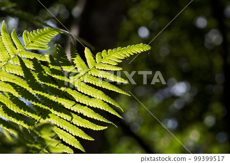 蕨類 蕨類 99399517