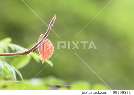 red leaves red leaves 99399521