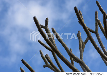 bare tree tops bare tree tops 99399526