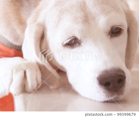 比格犬凝視 比格犬凝視 99399679