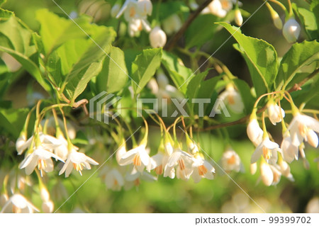 初夏的花朵/讓朝下的花朵綻放的“Styrax” 初夏的花朵/讓朝下的花朵綻放的“Styrax” 99399702